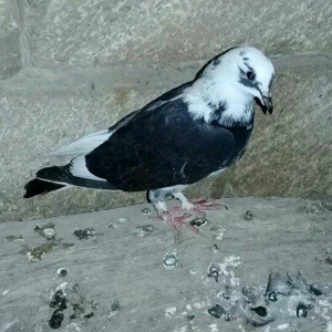 tutulma saglam qusdardi 2 maya 1 xoruz 12 azn hamsi