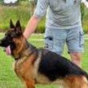 Orijinal k9 alman avcarkasidi xususi olaraq xaricden gelib baxicisi va