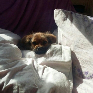 3ayliq erkek pekines  tuvalet terbiyesi var  oynamaĝi sevir  cox aģill