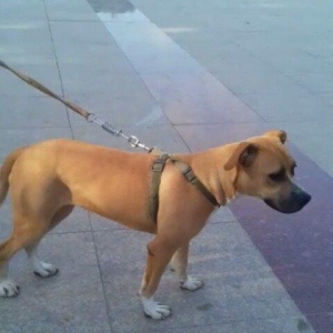 diwi pit staf 7 ayliqdi 100 azn qiymet sondu.peyvendleri vurulub.