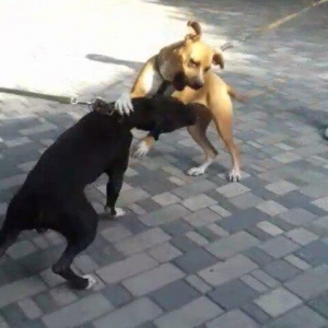 diwi pit staf 7 ayliqdi 100 azn qiymet sondu.peyvendleri vurulub.