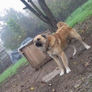 1 yas 3 ayliq. Coban iti. Oz qiymeti deyerinde velosibetle barter