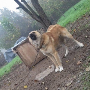 1 yas 3 ayliq. Coban iti. Oz qiymeti deyerinde velosibetle barter