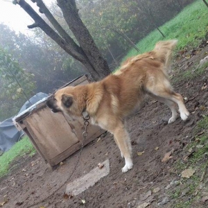 1 yas 3 ayliq. Coban iti. Oz qiymeti deyerinde velosibetle barter