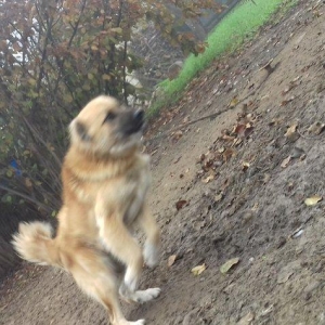 1 yas 3 ayliq. Coban iti. Oz qiymeti deyerinde velosibetle barter