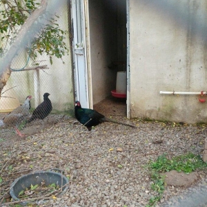 ov qusu, hamisi qirqovul novudu ,saylari az qalib ,ciddi maraqlanan na