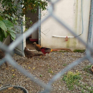 ov qusu, hamisi qirqovul novudu ,saylari az qalib ,ciddi maraqlanan na