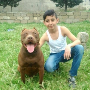 salam.temiz pitbull balalri satilir 37 gunluk.qurd