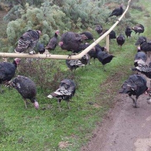 Quw satilir temizlenmiw veziyyetde . Diwi quw 1 kq