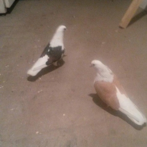 qoşa cəplər qara cəp erkek sarı cəp maya haz