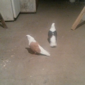 qoşa cəplər qara cəp erkek sarı cəp maya hazır cutdulər cutu 40 azn