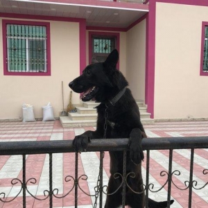 Tecili satilir. Bagda hec kim qalmir ite baxan sax