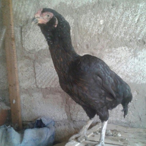 2 yasi var iran sortudu  30 manat suraxanidadi heyvan