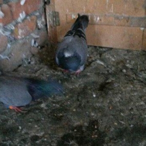 2 goy erkey maya 14/15 tuk cut deyiller ağ qened kekilli erkey oynaqi