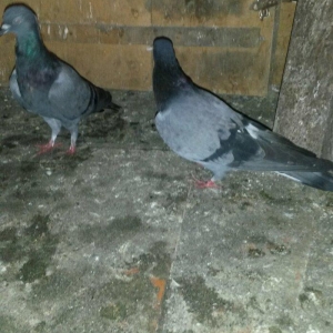 2 goy erkey maya 14/15 tuk cut deyiller ağ qened kekilli erkey oynaqi