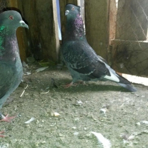 2 goy erkey maya 14/15 tuk cut deyiller ağ qened kekilli erkey oynaqi