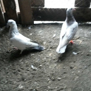 Uçan sağlam quslardi 3/4saat qimet 25azn ikisine aidd boş bekar adamla