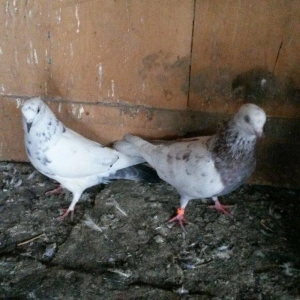 Uçan sağlam quslardi 3/4saat qimet 25azn ikisine aidd boş bekar adamla