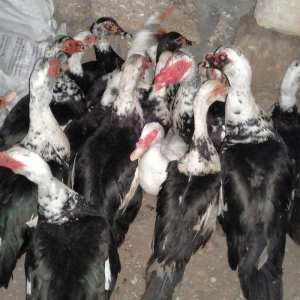 16 dene lal ordek satiram 10  feredii di 6si ergey  fereleri yumutlayi