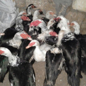 16 dene lal ordek satiram 10  feredii di 6si ergey  fereleri yumutlayi