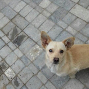 erkey diwi zvanok diwi 1 yaw 7 aylıq erkey 1 yaw 