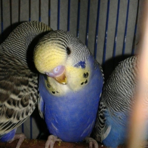 2 aylig erkek cex balalar satilir.yada ag albinos veya lutino sari val