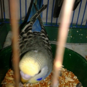 2 aylig erkek cex balalar satilir.yada ag albinos veya lutino sari val