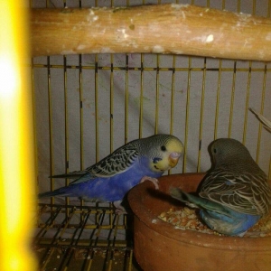 2 aylig erkek cex balalar satilir.yada ag albinos veya lutino sari val