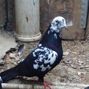 Sarilir - 15 azn. Qara saper cil erkey. Tam saglam