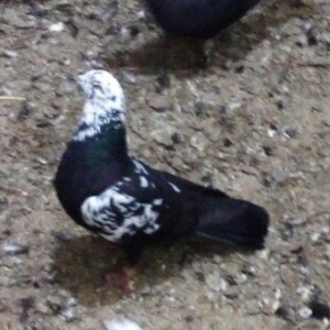 Sarilir - 15 azn. Qara saper cil erkey. Tam saglam qusdur. Qus bineqed