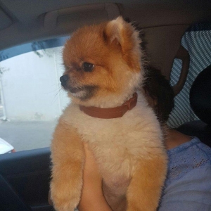 Pameranski spis 2 yas erkekdi.Hem Rusiya hem Turki