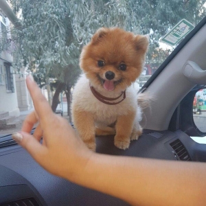 Pameranski spis 2 yas erkekdi.Hem Rusiya hem Turkiye pasportlari var.V