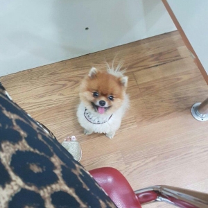 Pameranski spis 2 yas erkekdi.Hem Rusiya hem Turkiye pasportlari var.V