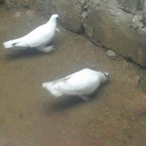 павлин 15манат цикатые и черноголовые от 15м до 25м  Рауф