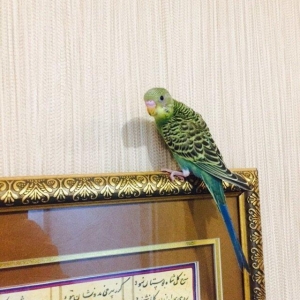 Papuqay satılır 1.aylıg saglam oapuqayfı. yuvadan teze cıxıb ele öyren