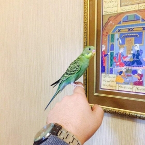 Papuqay satılır 1.aylıg saglam oapuqayfı. yuvadan teze cıxıb ele öyren