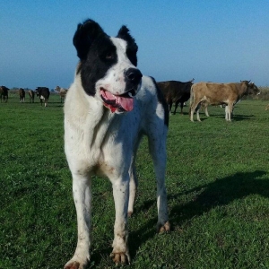 Alaşi satiram etiyac uzunden 10 ayliqdi yerli sor