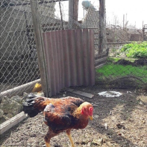 6 aylığ beçe satılır 100 manata heyvan zire kendindedir