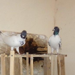 qara baslar satilir 50 azn qalan quslar ucun maya axtarilir tecili