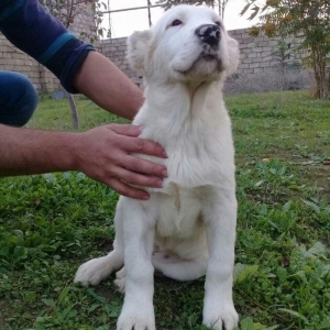 satlir cinsi ala bay dişdi şhatsapda ve ya telde