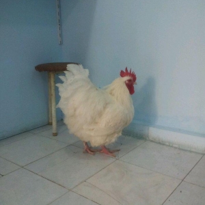 9 aylig arpikton xoruzu satilir peyvend olub tam saglam heyvandi