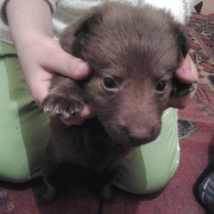 salam xaski gozderi goydur ama Qaranligdi deye Gozderi qara gorsenir w