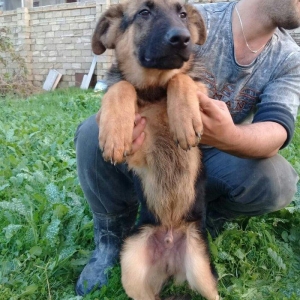 satlir cinsi afcarka  erkeydi şhatsapp ve ya telde elaqe saglaya biler