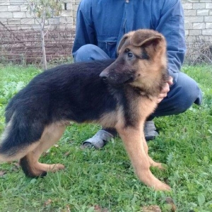 satlir cinsi afcarka  erkeydi şhatsapp ve ya telde elaqe saglaya biler