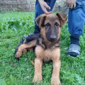 satlir cinsi afcarka  erkeydi şhatsapp ve ya telde elaqe saglaya biler