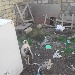 Kanqal balasidi 3 ay yarimdi .temiz qandi ana ata 