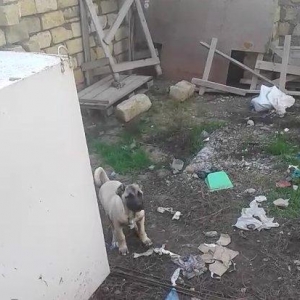 Kanqal balasidi 3 ay yarimdi .temiz qandi ana ata temiz kanqaldi .