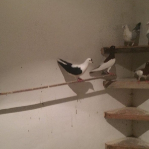 Bu cepe maya axtarılır ozu kimi kimde varsa bu n