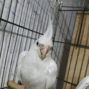 Albinos karella 6 7 ayliq diwidi. saglamligina tam qaranti verirem.