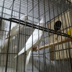 Albinos karella 6 7 ayliq diwidi. saglamligina tam qaranti verirem.